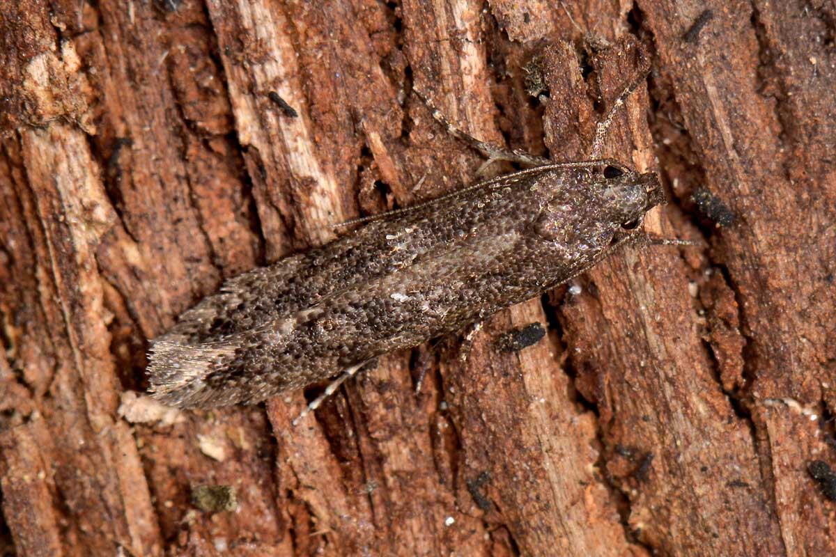 Gelechiidae